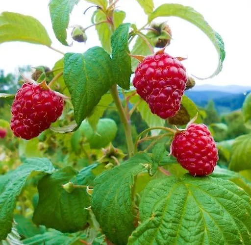 Halinowka - Twoje Miejsce W Gorach Sowich Feriehus Pieszyce